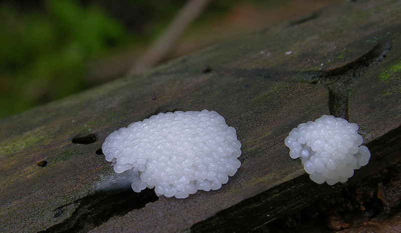 Dal bianco al viola..